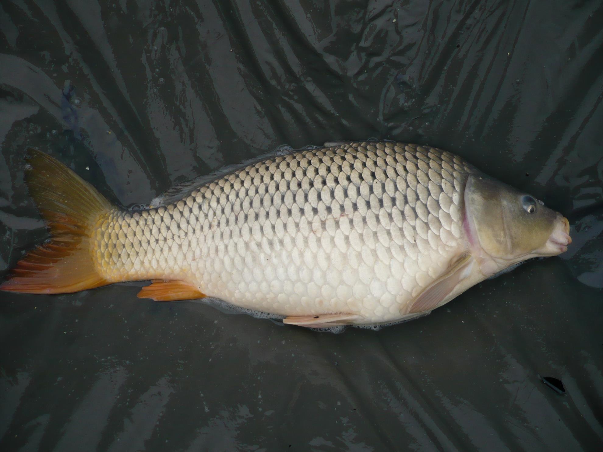 MV2 - 13.NOI.2013 - p1010924.JPG